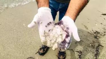 Son dakika haber... Kuşadası'nda ölü denizanaları sahile vurdu