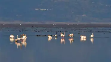 Manisa'nın 'Kuş Cenneti'nde çoğunluk sakar mekelerin