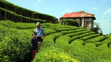 Çay tarımında 83 yıl sonra değişim başlıyor! Verimin artırılması için bahçeler yenilenecek