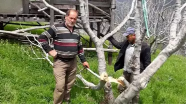 Dünyanın en kaliteli incirinin üretildiği bahçelere verilen zararı TEİAŞ görevlilerinin yaptığı ortaya çıktı