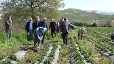 'Elifli çileği' gün sayıyor