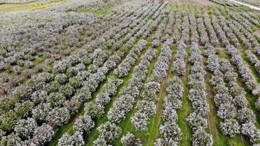 Dünyanın ayva merkezinde dallar altın sarısı çiçek açtı