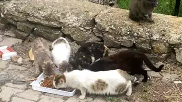 Dumlupınar'da sokak hayvanları unutulmadı