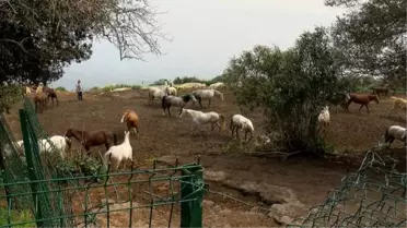 HATAY'DAKİ KAYIP ATLARIN ÇİPLERİNİ ÇIKARDIĞI İDDİA EDİLDİ, EVİNDE İNCELEME YAPILDI