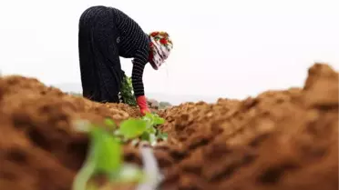 EMEK VE DAYANIŞMA GÜNÜ'NDE 27 DERECE SICAKLIKTA KAVUN FİDESİ DİKTİLER