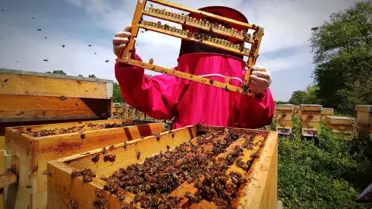 Gram gram sağdığı arı sütünün kilosunu 8 bin liradan satıyor
