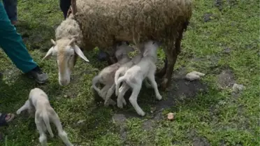 MERİNOS KIRMASI KOYUNU, BEŞİZ DOĞURDU