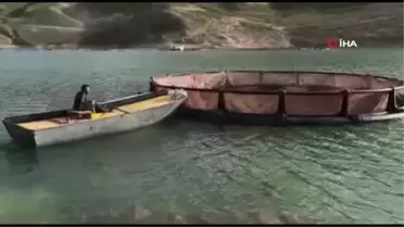 Alabalık tesislerine 2 milyon 400 bin balık aktarıldı
