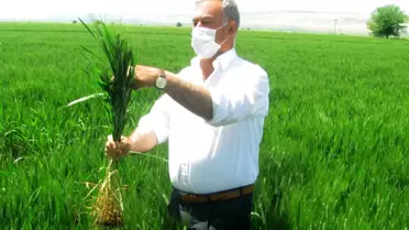 Araban'da firik hasadı başladı