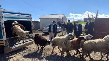 Koyunları kurt saldırısında telef olan besiciye devlet desteği