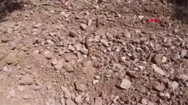 KUŞADASI'NDA YILAN GÖRÜNÜMLÜ 'OLUKLU KERTENKELE' DOĞAL ORTAMINA BIRAKILDI