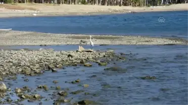 Bodrum'da 'küçük ak balıkçıl' avlanırken görüntülendi