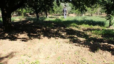 Dumanlı Papaz eriğini önce pandemi ardından rüzgar vurdu