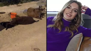 Ünlü oyuncu Melis Sezen, dizi çekimine giderken gördüğü yaralı sıpanın yardımına koştu