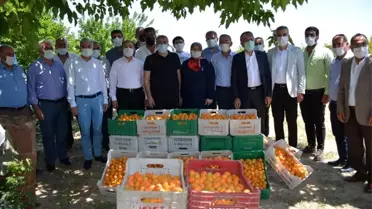 Amik Ovası'nda kayısı hasadı başladı