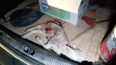 Başıboş köpekler 2 kuzuyu telef etti