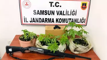 Son dakika haberleri! Jandarmadan 'kenevir' baskını