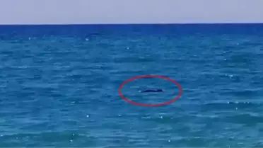 Manavgat sahilinde Akdeniz foku görüldü