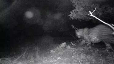 Türkiye'de nesli tükenmiş deniliyordu, Şırnak'ta ortaya çıktı!