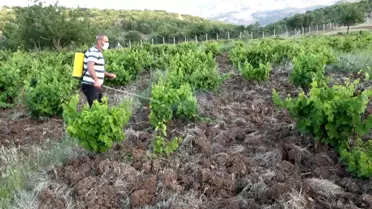 Kulp'ta bağ küllemesine karşı mücadele başladı
