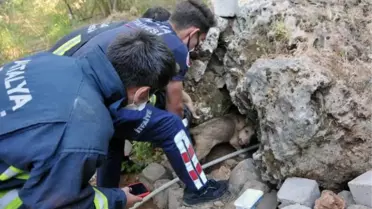 Biri, ayağını araç ezen 2 yavru köpeği girdiği kaya oyuğundan itfaiye çıkardı