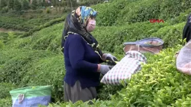 RİZE ÇAY AİLECE TOPLANACAK, 100 MİLYON DOLAR ÜRETİCİYE KALACAK