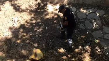 Yavru köpekleri torbaya koyup dereye attı