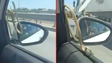 Araba camındaki 2 metre yılanla korkutan seyahat