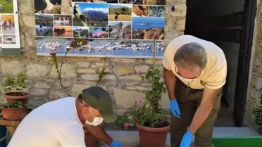 Son dakika! Didim'de daha önce tedavi edilip denize bırakılan carettanın ölüsü kıyıya vurdu
