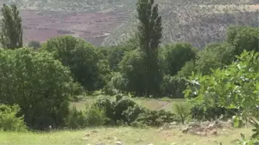 Siirt'te aileler, devlet desteğiyle sağlanan susam tohumlarını toprakla buluşturdu