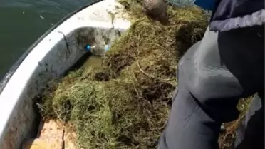Kızılırmak'ta 'hayalet ağ' katliamı