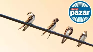 Mayıs senfonisine kulak verin