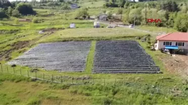 ZONGULDAK TARLADAYKEN ALICI BULAN OSMANLI ÇİLEĞİNDE HASAT BAŞLADI