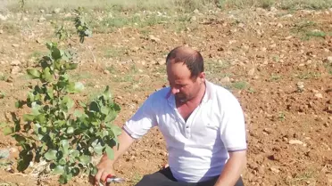 Batman'da fıstık ağaçları aşılandı