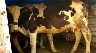 Hayvan hırsızları JASAT'tan kaçamadı