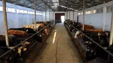 Hayvan pazarları 1 Haziran'da açılıyor