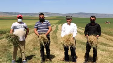 Kuraklık ve sıcak hava arpa ile buğdayı vurdu