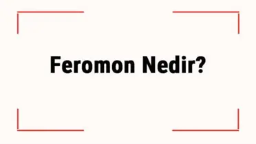 Feromon Nedir? Feromon Hormonu Etkisi Nedir?