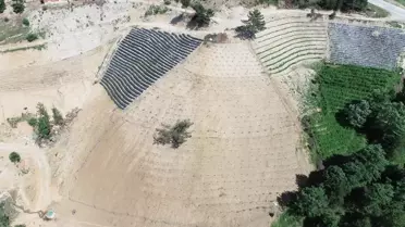 Göynükbelen Mahallesi'nde yaban mersini üretimine ORKÖY desteği