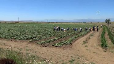 KAHRAMANMARAŞ - Dede yadigarı tohumla ekilen salatalık üreticisini sevindiriyor