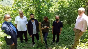Yabani cevizler ekonomiye kazandırılıyor