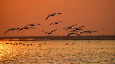Kuş Cenneti gün batımında flamingolarla ayrı bir güzelliğe bürünüyor