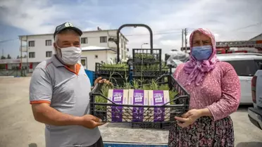 Mersin'de üreticilere lavanta fidesi dağıtıldı