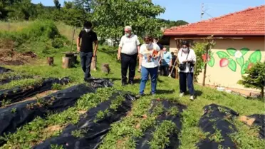 OSMANLI ÇİLEĞİNİN GENİ ARAŞTIRILIYOR