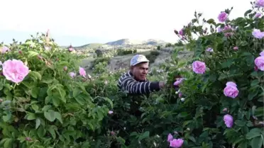 EĞİRDİR GÖLÜ MANZARALI BAHÇELERDE BU YIL GÜL ÇİÇEĞİ VERİMİ AZALDI