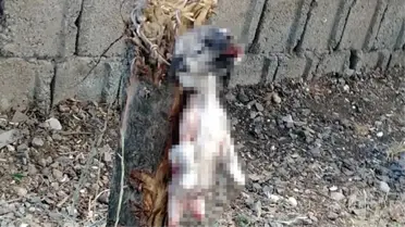 İnsanlık dışı olay! Yavru köpeğin ayaklarını kesip, ağaca astılar