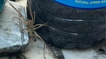 Muğla'da et yiyen örümcek paniğe neden oldu! 1 metre zıplayarak insanlara saldırıyor, ısırdığı yeri çürütüyor