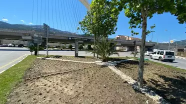 Büyükşehir'in Ürettiği Çiçekler Manisa'yı süslüyor