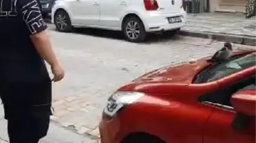  KORKU FİLMİ GİBİ... SULTANGAZİ'DE KARGALAR SALDIRDI