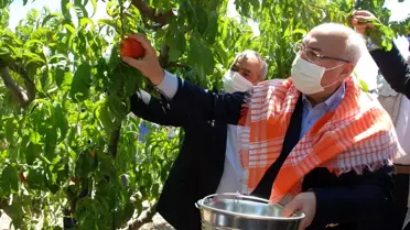 Erkenci şeftaliler hasat edildi